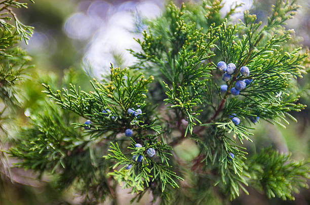 istock Juniper branch with female cones 492266351