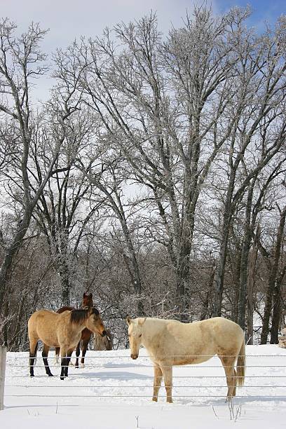 istock Horses Gather in Snowy Iowa Pasture 492273792