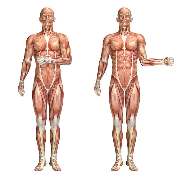 istock 3D medical figure showing shoulder internal and external rotatio 492273832