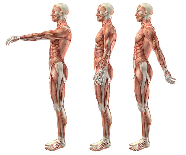 3 d 의료 그림 표시중 갓길 굽힘, 내선번호가 및 hypere - strength skinless muscular build human muscle 뉴스 사진 이미지