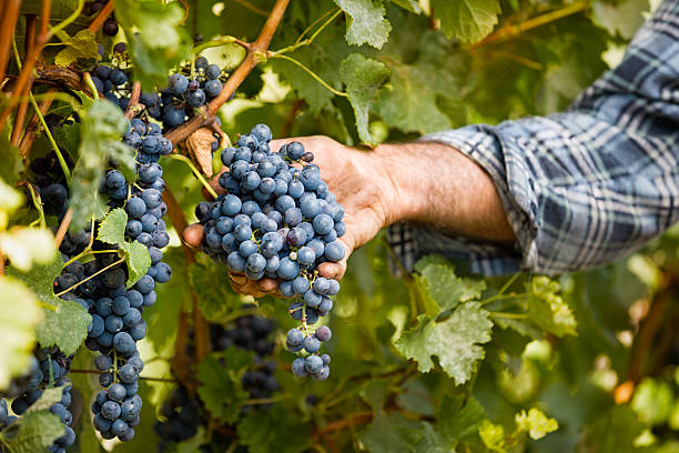 istock Grapes harvest in vineyard 492274278