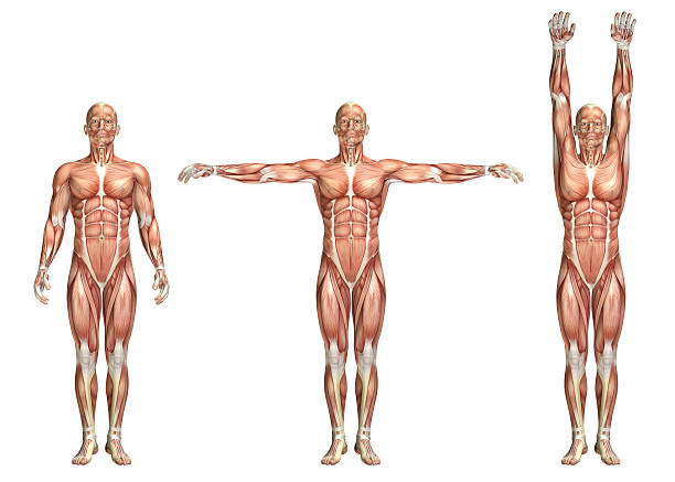 3 d 의료 그림 표시중 어깨외전 및 adduction - strength skinless muscular build human muscle 뉴스 사진 이미지