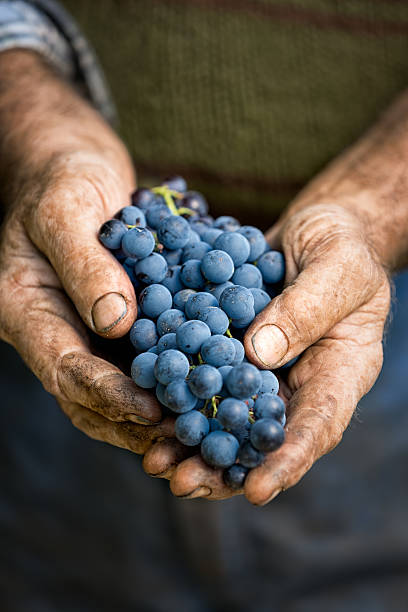 los agricultores manos con agrupación de uvas - winemaking vintner winery people fotografías e imágenes de stock