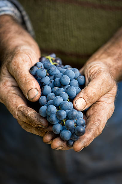 gli agricoltori mani con grappolo di uva - winemaking vintner winery people foto e immagini stock