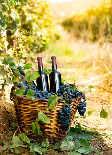istock Bottles of red wine and grapes in basket 492274638