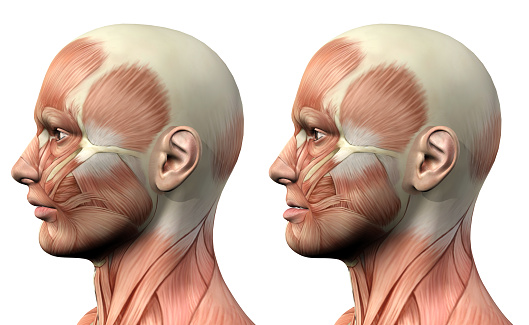 3D render of a medical figure showing mandible protusion and retrusion