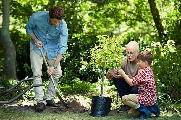 Family gardening in park Three generation male family gardening together in park planting photos stock pictures, royalty-free photos & images