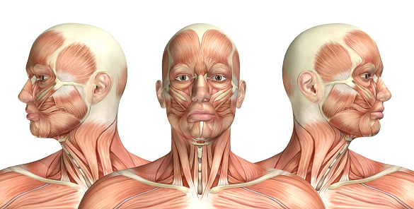 3 D hombre figura que muestra médica rotación de cuello uterino photo