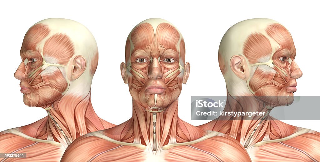 3D male medical figure showing cervical rotation 3D render of a medical figure showing cervical rotation Human Face Stock Photo