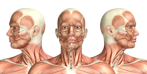 3D male medical figure showing cervical rotation 3D render of a medical figure showing cervical rotation 3d human muscle stock pictures, royalty-free photos & images