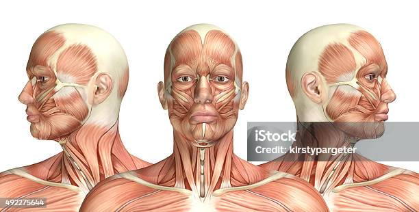 3d Male Medical Figure Showing Cervical Rotation Stock Photo - Download Image Now - Human Face, Muscular Build, Anatomy