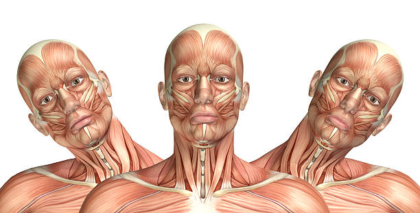 istock 3D male medical figure showing cervical lateral bending 492275908