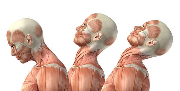 3 d の男性医療スタイルを頚部 flexion 、延長、および h - strength skinless muscular build human muscle ストックフォトと画像