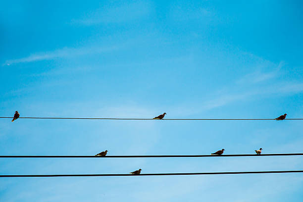 istock Birds On A Telephone Line 492278126