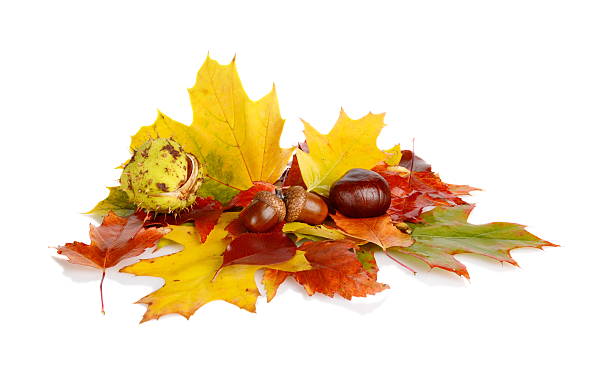 Group of many chestnuts with autumn leaves Studio shot of chestnuts with autumn leaves on white background chestnut isolated single object autumn stock pictures, royalty-free photos & images