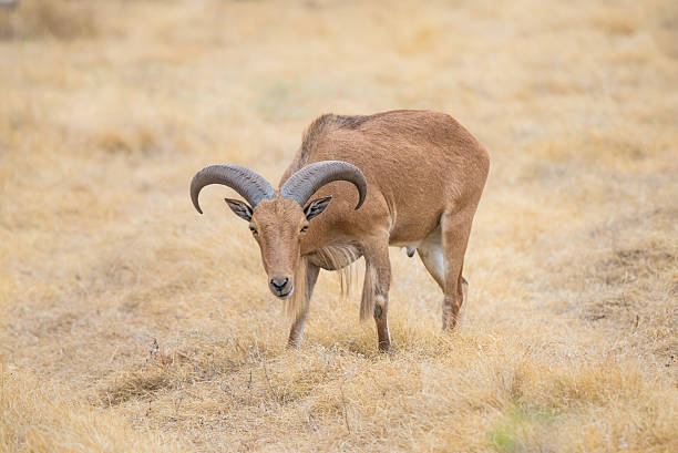 гривистый баран - paridigitate mammals стоковые фото и изображения