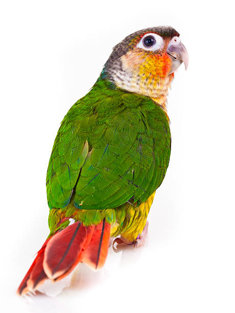 istock Pyrrhura molinae 492281256