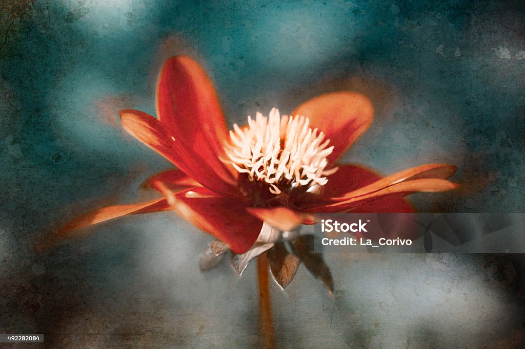 Digital art, red Cosmos flower (Cosmos Bipinnatus), grunge Digital art, red Cosmos flower (Cosmos Bipinnatus)  2015 Stock Photo