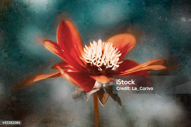 Digital Art Red Cosmos Flower Grunge Stock Photo - Download Image Now