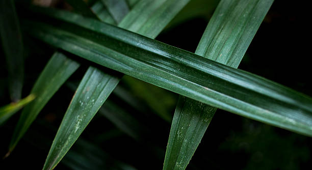 istock Pandan leaves are bright green. 492283212