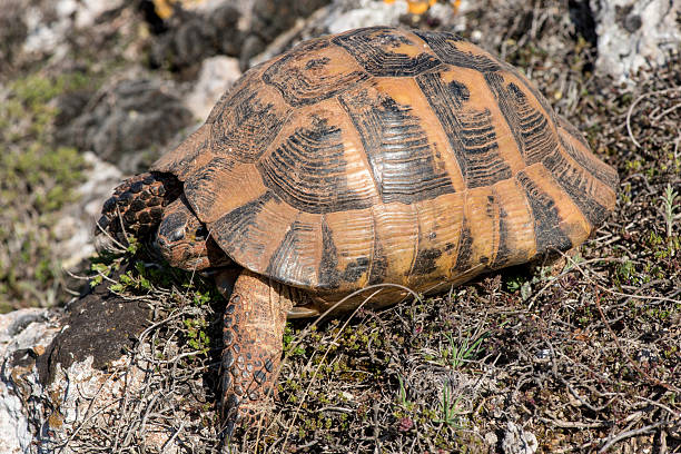 istock Land tortoise - testudo graeca 492283758