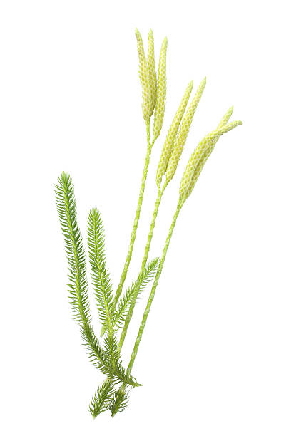 Lycopodium clavatum with sporophylls Lycopodium clavatum with sporophylls isolated on white background lycopodiaceae photos stock pictures, royalty-free photos & images