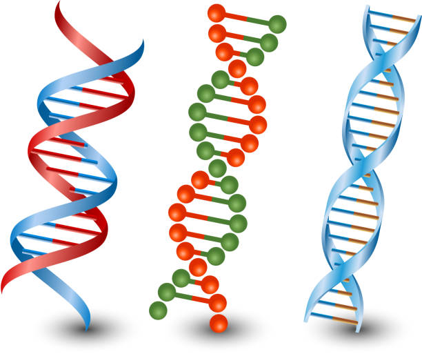 Dna strands. Vector on the white background Seamless DNA strands. Vector on the white background helix model stock illustrations