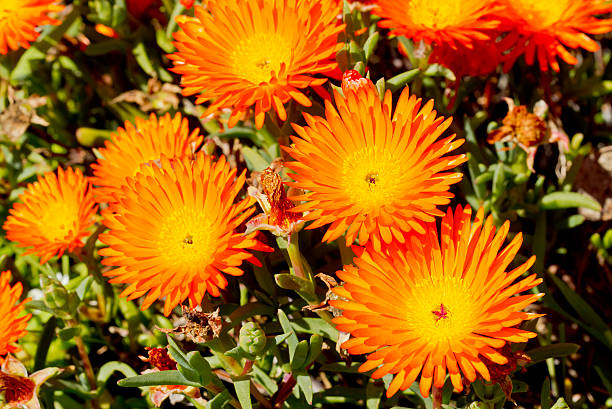 Succulent plant in full bloom Lampranthus or succulent plant in full bloom in bright sunlight lampranthus spectabilis stock pictures, royalty-free photos & images