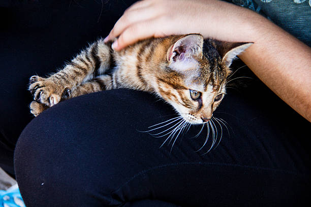 istock Domestic Cat, Grass, White, Outdoors, Kitten 492286756