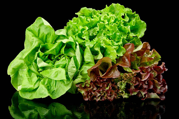 número de variedades de alface sobre preto - lollo bionda lettuce imagens e fotografias de stock