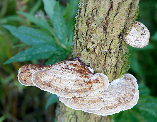 istock Wood Fungus (Daedaleopsis confragosa) 492288422