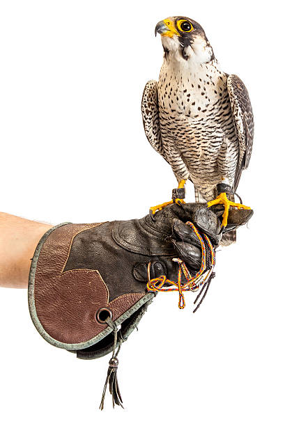 wild молодых falcon на спортивные перчатки изолированные - peregrine falcon фотографии стоковые фото и изображения