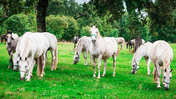 istock Herd of white horses 492289146
