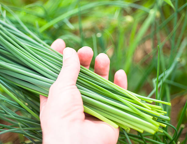 Chive in woman hand stock photo