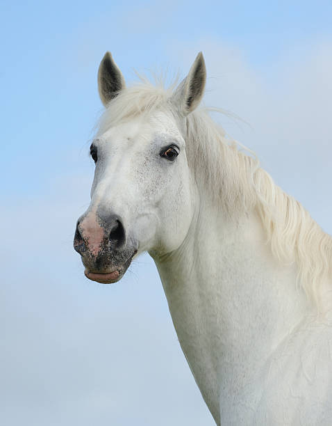 istock Portrait of a white horse 492299165