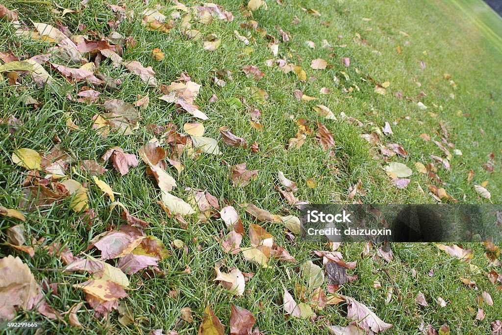 Fallen leaves Fallen leaves on green grass Agricultural Field Stock Photo