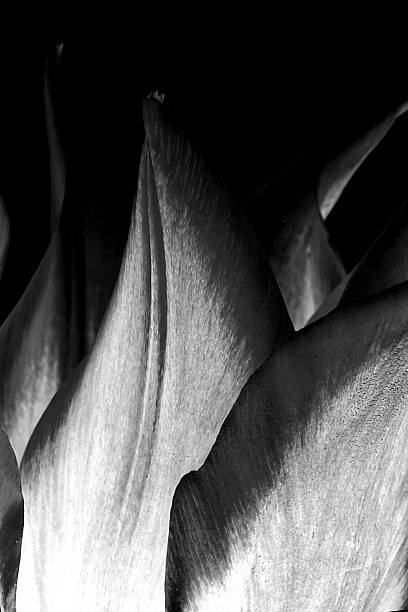 istock Abstract flower background. Tulips 492299827