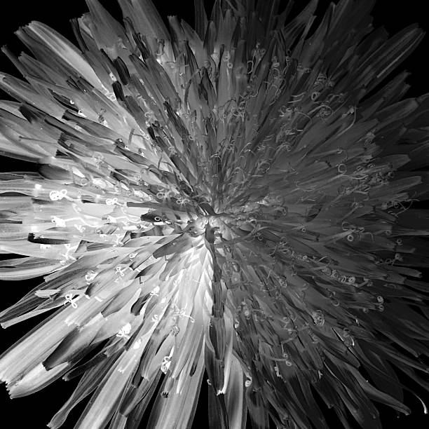 istock Fresh bouquet of  dandelion 492299895