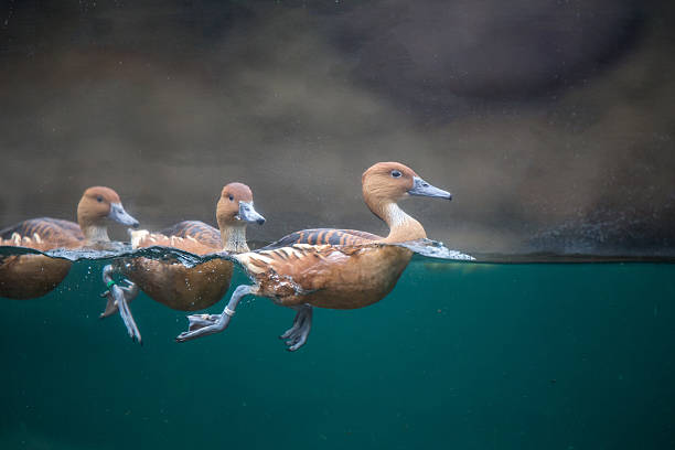 ducks swimming in the water stock photo