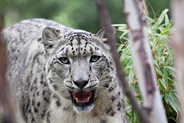 snow leopard - leopard horizontal snout fur zdjęcia i obrazy z banku zdjęć