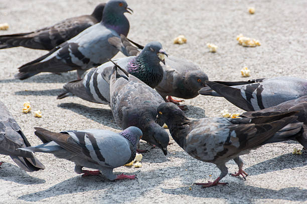 istock Pigeons feeding on street pavement 492300919
