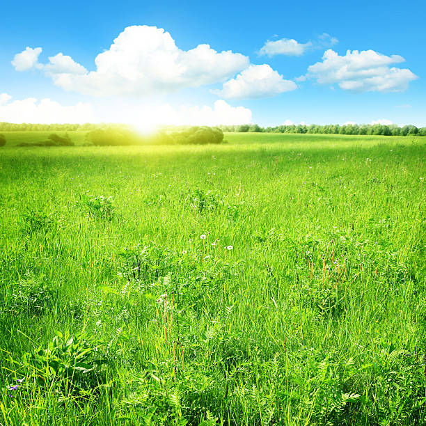 istock Field of grass,blue sky and sun. 492301237