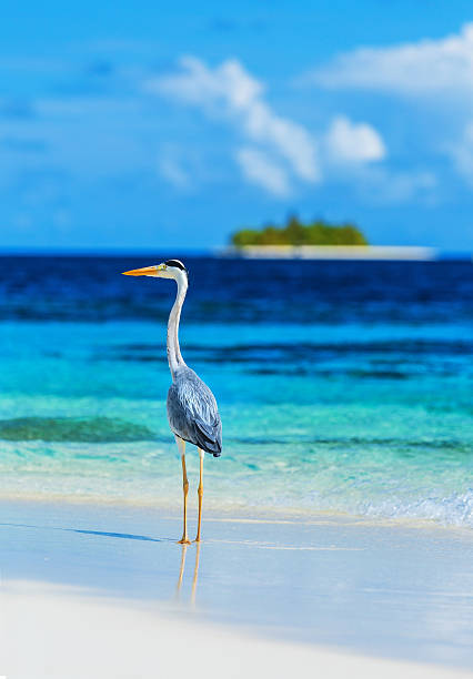 istock Grey heron on Maldives island 492301375