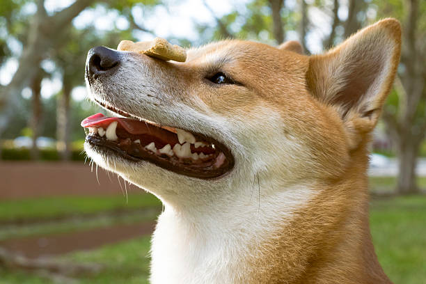 istock Dog with treat - patience 492301509