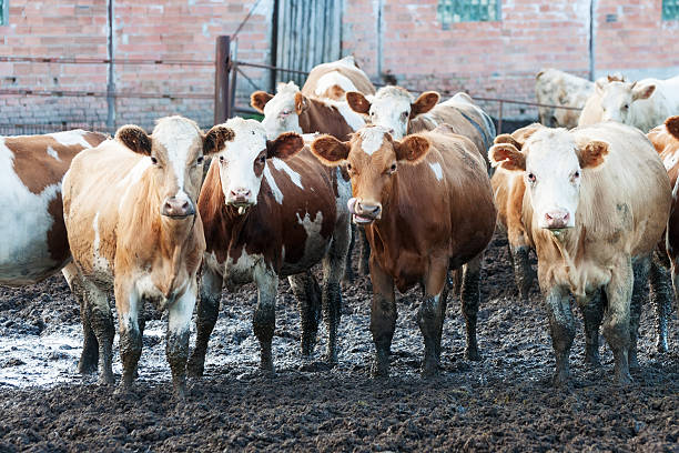 istock Cows standing in the dirt on a cattle farm. 492302351