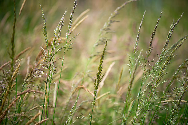 istock Wild grass and flowers green nature background selective focus 492302605