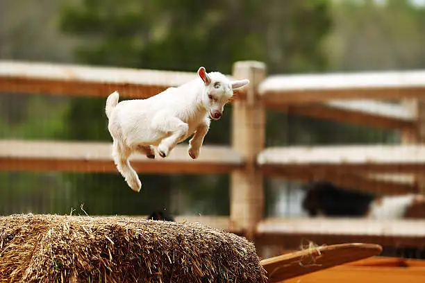 A baby goat is jumping high.