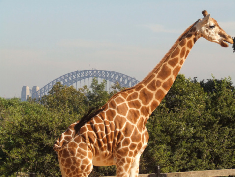 A giraffe eats in it's pen with the Sydney bridge in the background.