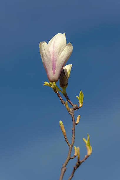 magnólia ramo - focus on foreground magnolia branch blooming imagens e fotografias de stock