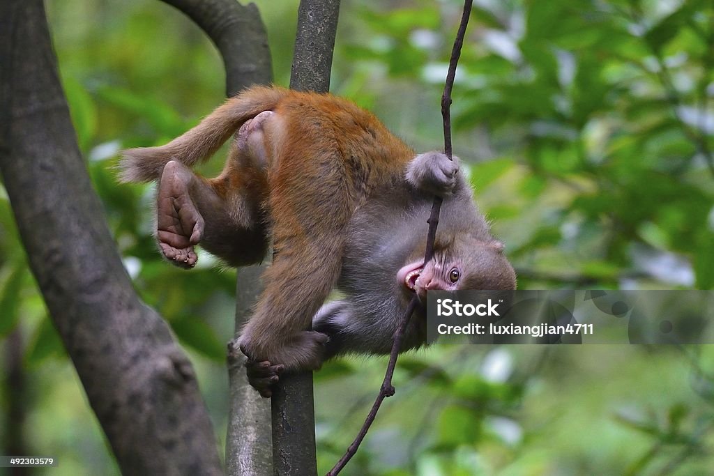 young monkey is playing 01 young monkey is playing. Animal Stock Photo